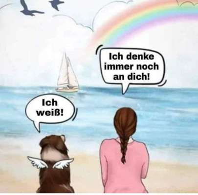 Unsere Fellnasen im Regenbogenland-Beitrag-Bild