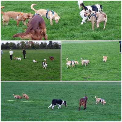 Keine Spielwiese, keine Welpengruppen nur feste Hundefreunde-Beitrag-Bild