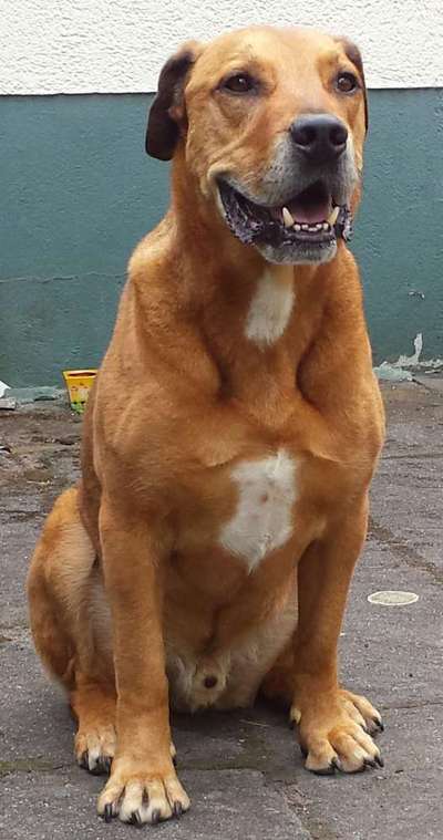 euer ältester Hund ?-Beitrag-Bild