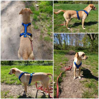 Geschirr für Windhund (Mischling)-Beitrag-Bild