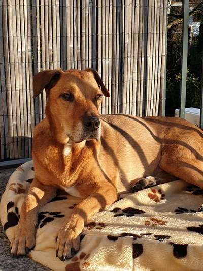 Unsere Fellnasen im Regenbogenland-Beitrag-Bild