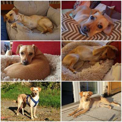 Hunderunde-Beitrag-Bild