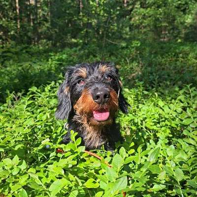 Hundetreffen-Gemeinsame Hunde-Runden🐾-Bild