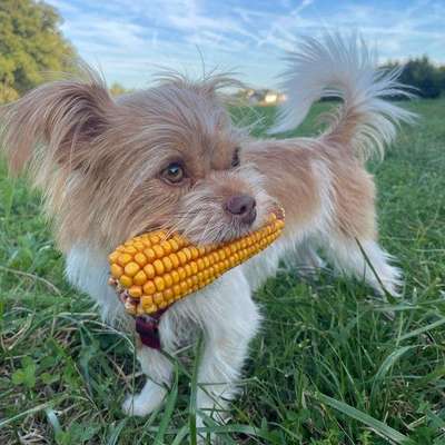 Hundetreffen-Kleine Freunde-Bild