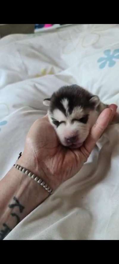 Wie groß waren eure welpen ?-Beitrag-Bild