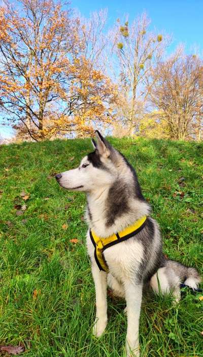 Wie groß waren eure welpen ?-Beitrag-Bild