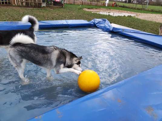 Dogorama Photo Challenge - Lieblingsspielzeug!-Beitrag-Bild