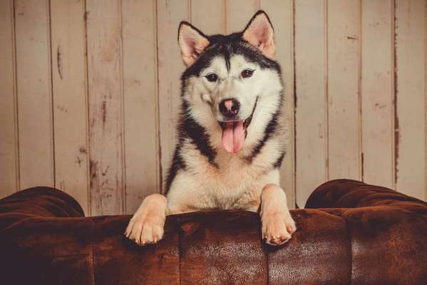 Zeigt mal die schönsten Bilder von euren Hunden !-Beitrag-Bild