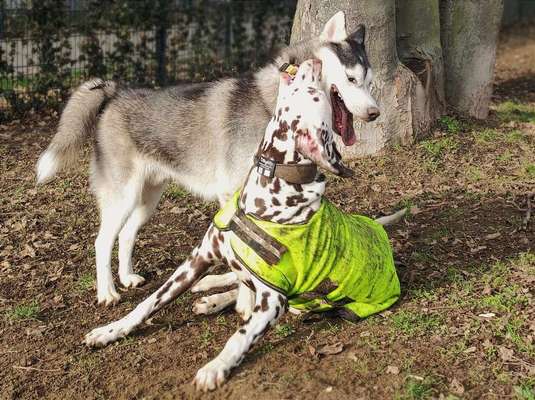 Dogorama Photo Challenge - Die besten Hundebuddys-Beitrag-Bild