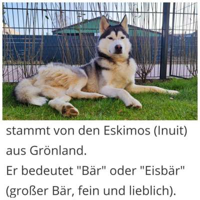 Wie heißt dein Hund?-Beitrag-Bild