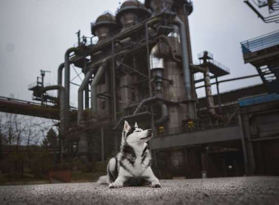 Dogorama Photo Challenge - Hundeblick zum hinschmelzen-Beitrag-Bild