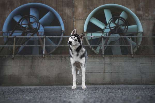 Dogorama Photo Challenge - Hundeblick zum hinschmelzen-Beitrag-Bild