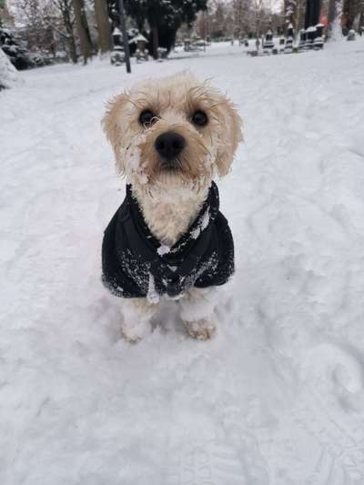 Dogorama Photo Challenge - Winterstimmung-Beitrag-Bild