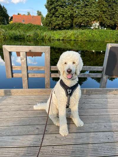 Pudel-Treffen-Beitrag-Bild