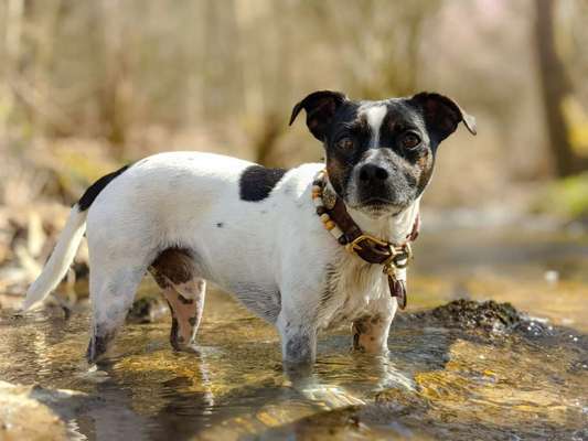 Dansky (Dansk-Svensk Gårdshund)-Beitrag-Bild