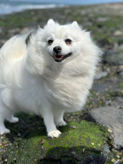 Japan-Spitz-Beitrag-Bild