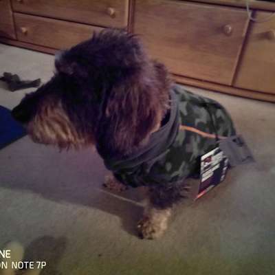 Warmer Regenmantel für Dackelmix gesucht-Beitrag-Bild