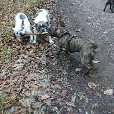 Hundetreffen-Bulli Treffen in Hildritshausen-Bild
