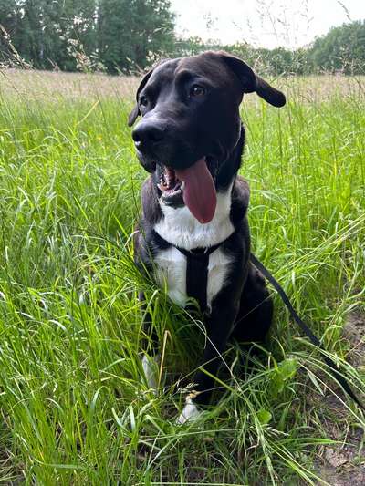 Hundetreffen-Spieltreffen, Sozialisierung, Spaziergang-Bild