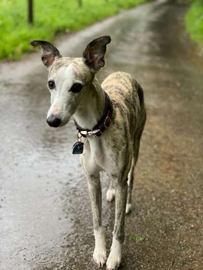 Windhunde - Treffen der besonderen Schönheiten
HERZLICH WILLKOMMEN-Beitrag-Bild