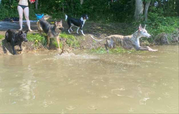 Gibt es auch Windhunde die nicht Wasserscheu sind?-Beitrag-Bild