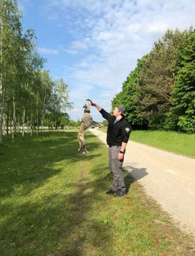 Challenge Nr. 16         Dynamik - Dein Hund in Bewegung-Beitrag-Bild