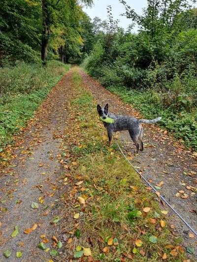 Hundetreffen-Wir suchen noch jemanden zum spielen-Bild