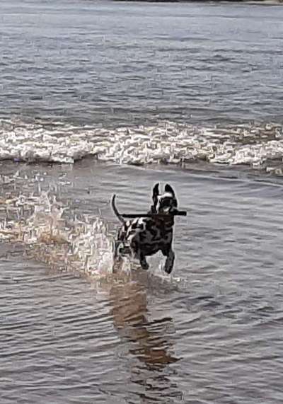 Dogorama-Monats-Challenge-Mai "Wasser"-Beitrag-Bild