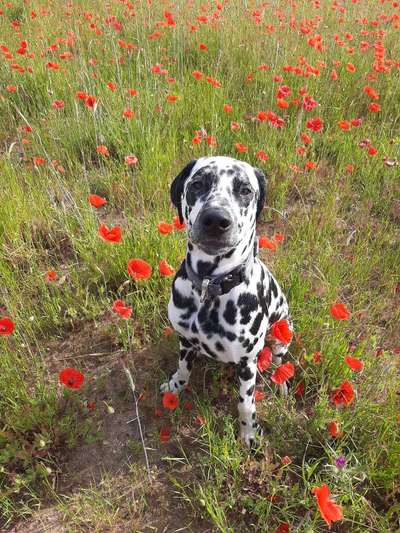 Die Dogorama Monats Challenge "Es grünt und blüht"-Beitrag-Bild