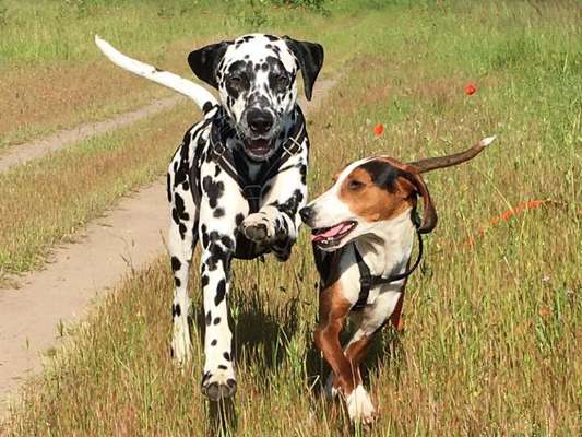 Die Dogorama Kalender Challenge Titelbild-Beitrag-Bild