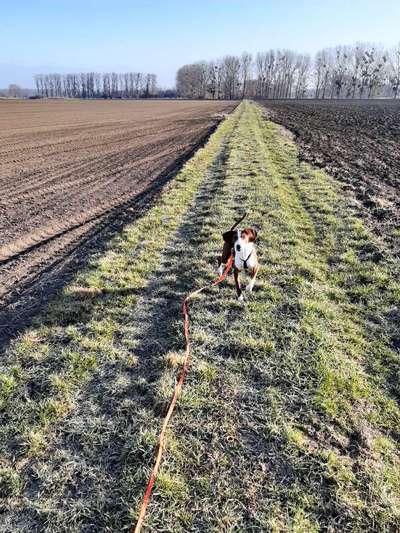 Seltene Rassen!-Beitrag-Bild