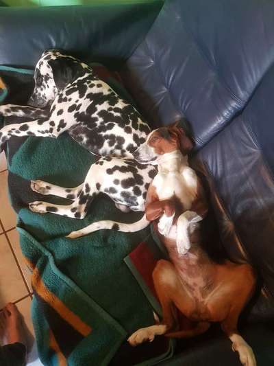 Wo sind denn all die Dalmatiner, zeigt her eure Punktehunde-Beitrag-Bild