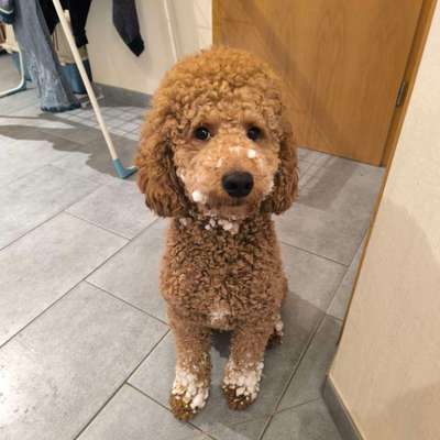 Hundetreffen-Junghund-Treffen-Bild