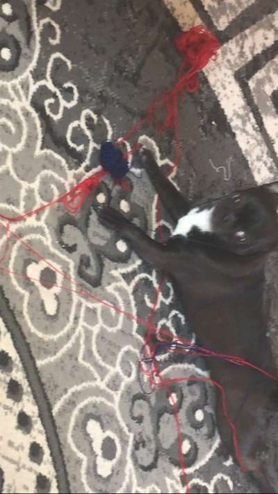 Dogorama Photo Challenge - Lieblingsspielzeug!-Beitrag-Bild