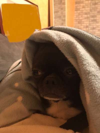 Zeigt mir die tollste Nahaufnahme von eurer Fellnase-Beitrag-Bild