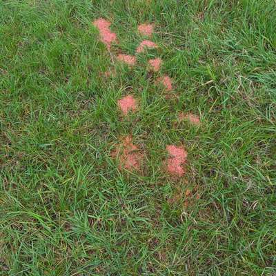 Giftköder-Gebeiztes Korn?-Bild