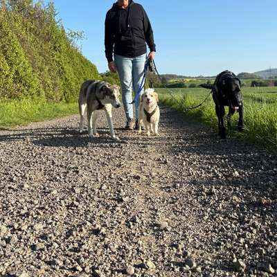 Hundetreffen-Freitagsrunde ☀️🐾 Spendenlauf-Bild