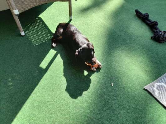 Auslandstierschutz-Beitrag-Bild