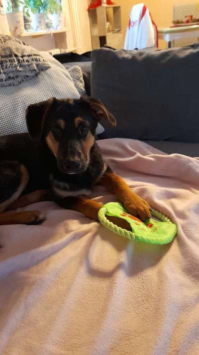 Auslandstierschutz-Beitrag-Bild