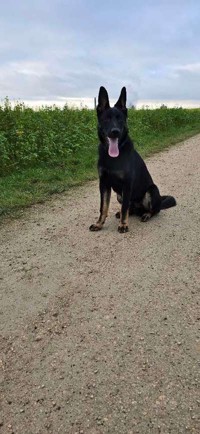 Hundetreffen-Entspannte Gassirunde-Bild