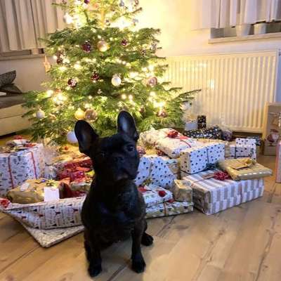 Hundetreffen-Hunderunde in Calbe und Umgebung