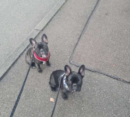 Französische Bulldoggen-Beitrag-Bild