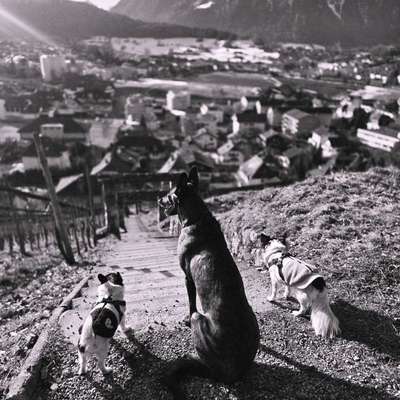 Hundetreffen-Vitaparcour mit Hund-Profilbild