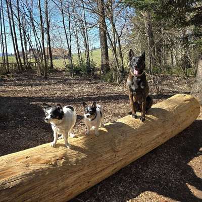 Hundetreffen-Gemeinsame Spatziergänge Region Thun-Bild