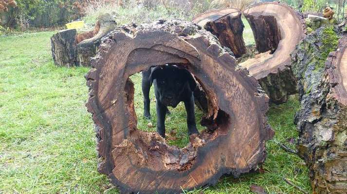 Welpen Bilder !-Beitrag-Bild