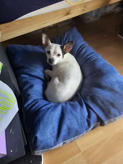 Jack Russell Terrier-Beitrag-Bild