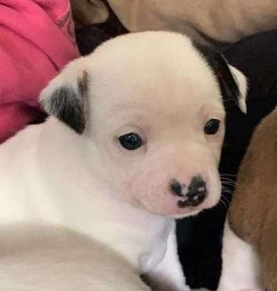 Welpen Bilder !-Beitrag-Bild