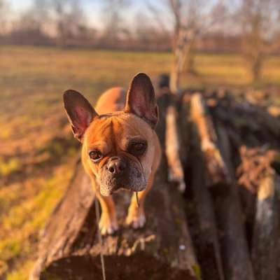 Hundetreffen-Social Walk-Bild
