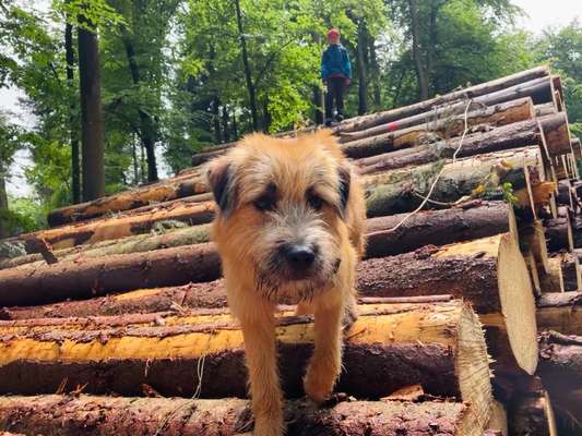 Rumänischer Straßenhund-Beitrag-Bild