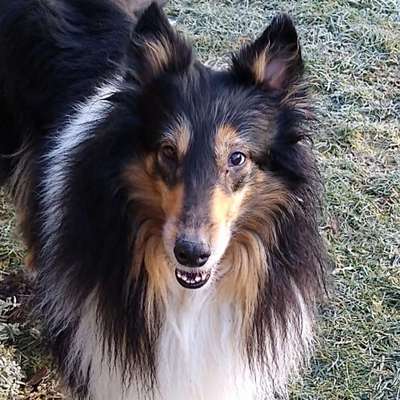 Collies gesucht-Beitrag-Bild